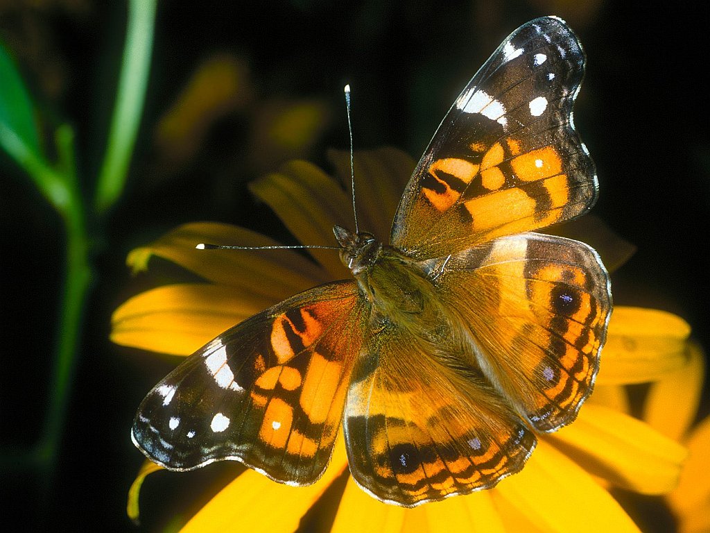 Painted Lady